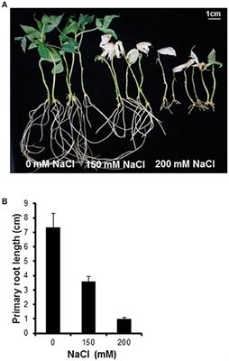 The Histone Deacetylase Inhibitor Suberoylanilide Hydroxamic Acid Alleviates Salinity Stress in Cassava